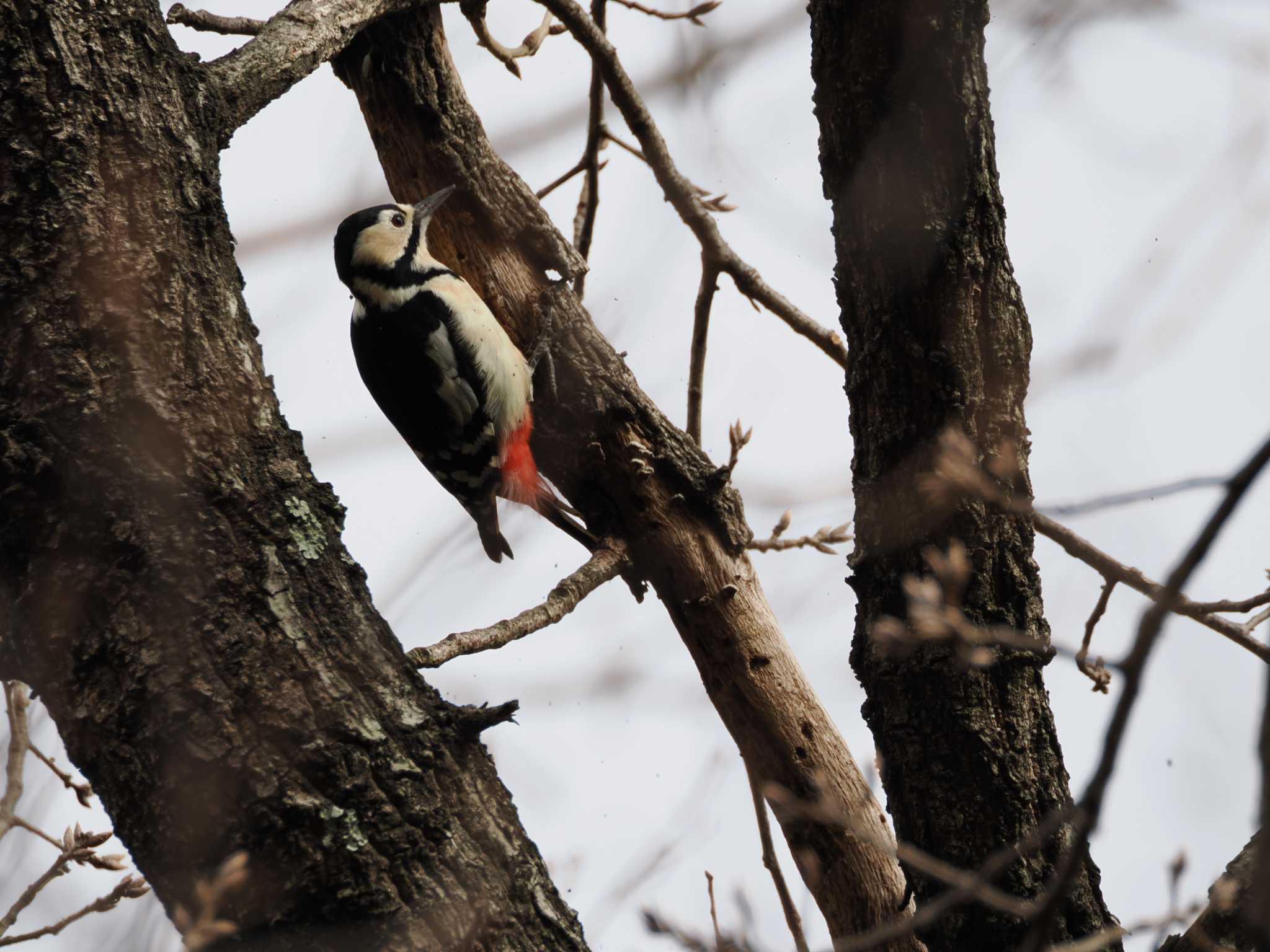 Great Spotted Woodpecker