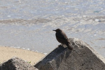 Blue Rock Thrush Gonushi Coast Sat, 3/2/2024