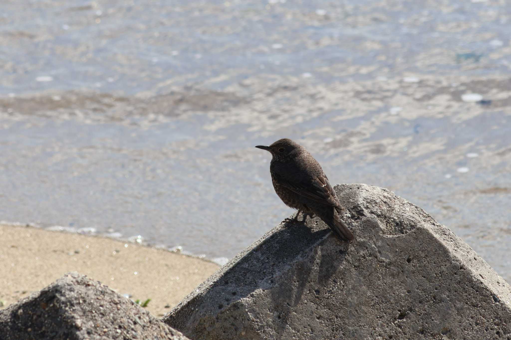 Photo of Blue Rock Thrush at Gonushi Coast by サンダーバード