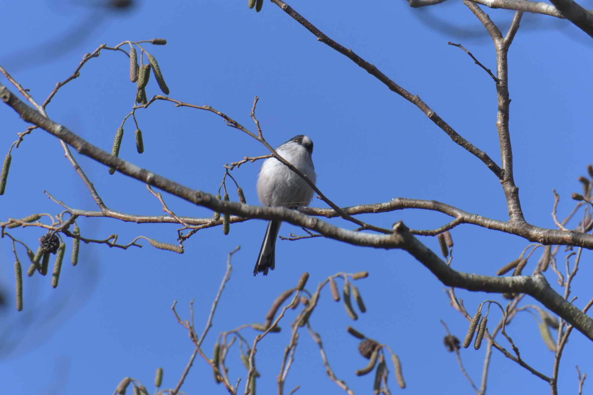 Long-tailed Tit