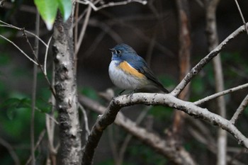 Sat, 3/2/2024 Birding report at 大町自然観察園