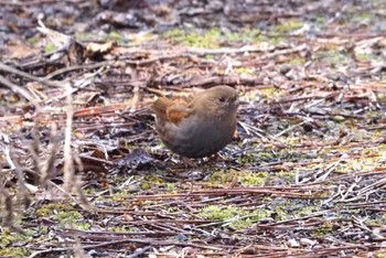 Japanese Accentor 六甲山 Sat, 3/2/2024