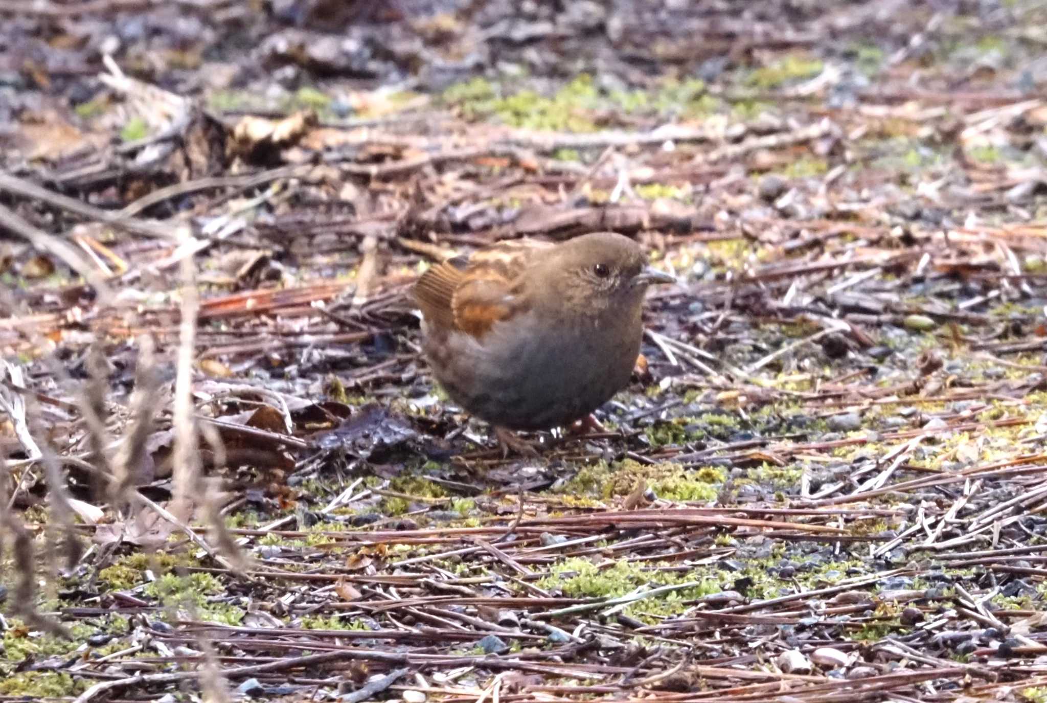 Photo of Japanese Accentor at 六甲山 by マル