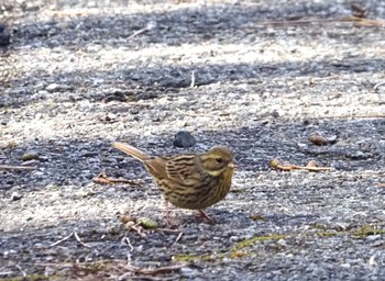 Masked Bunting 六甲山 Sat, 3/2/2024