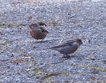 Pallas's Rosefinch 六甲山 Sat, 3/2/2024