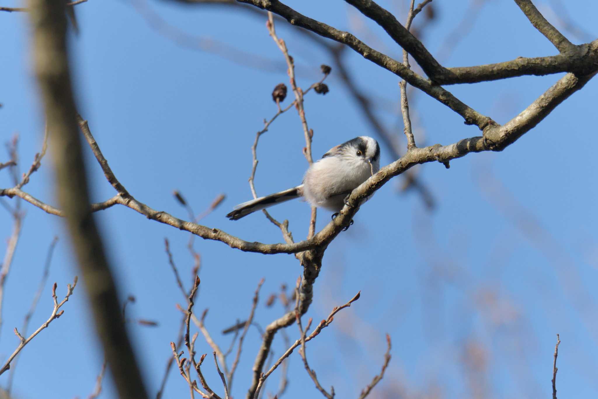 Long-tailed Tit