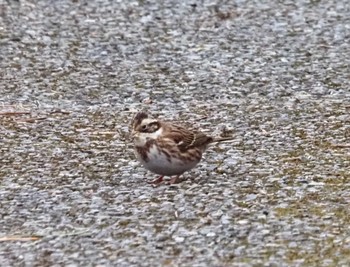 Rustic Bunting 六甲山 Sat, 3/2/2024