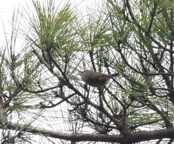 Goldcrest 六甲山 Sat, 3/2/2024