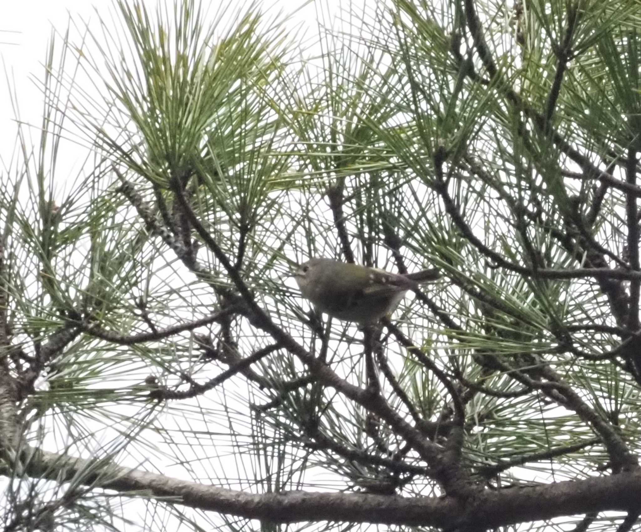 Photo of Goldcrest at 六甲山 by マル