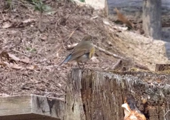 Red-flanked Bluetail 六甲山 Sat, 3/2/2024