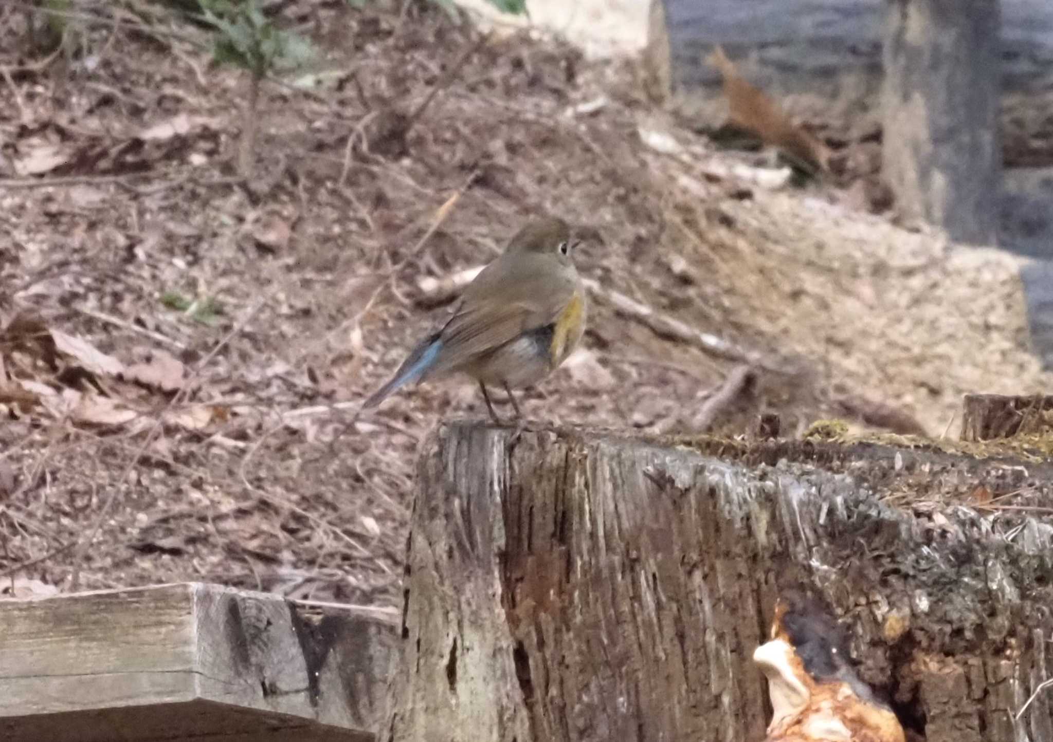 Photo of Red-flanked Bluetail at 六甲山 by マル