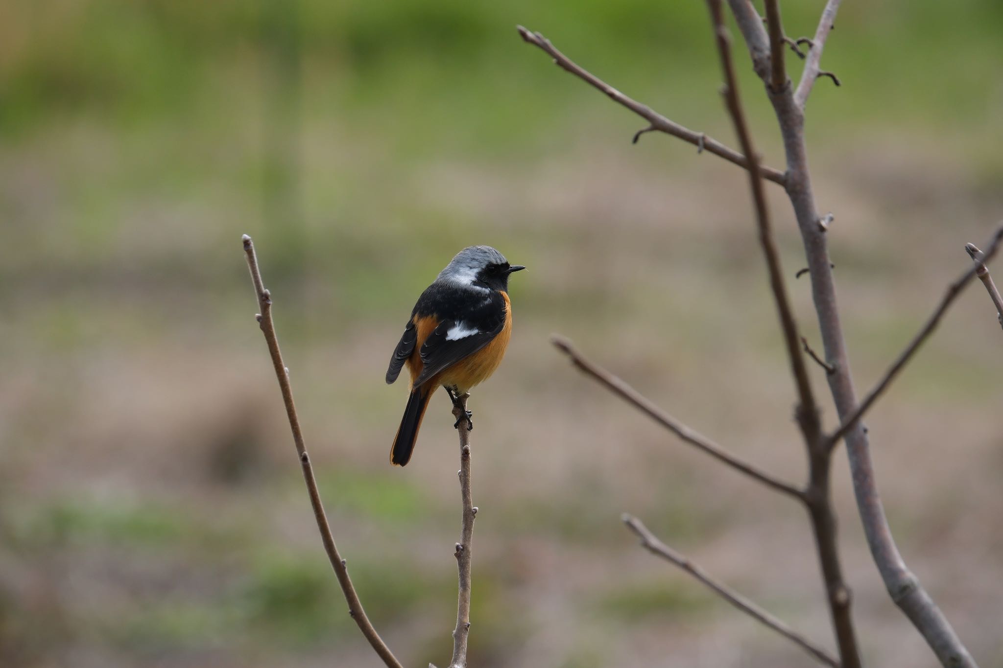 Photo of Daurian Redstart at 中郷温水池(三島市) by ポン介