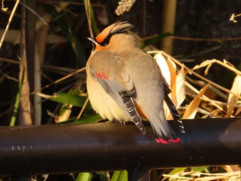 Sat, 3/2/2024 Birding report at 大室公園