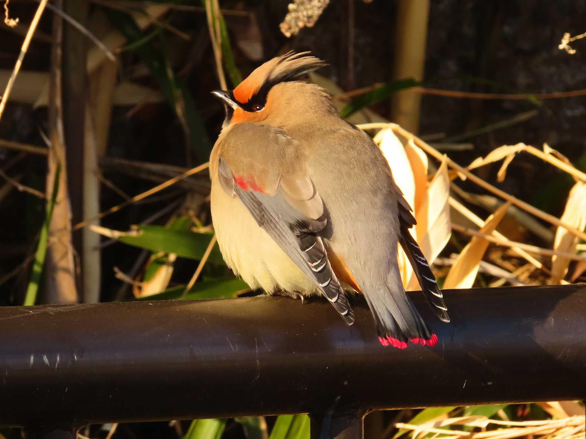 Japanese Waxwing