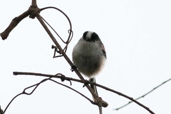 Long-tailed Tit 祖父江ワイルドネイチャー緑地 Sat, 3/2/2024