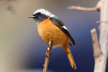 Daurian Redstart 祖父江ワイルドネイチャー緑地 Sat, 3/2/2024