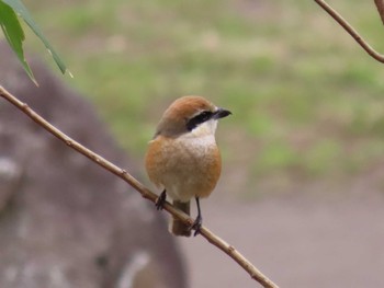 Bull-headed Shrike 泉の森公園 Sat, 3/2/2024