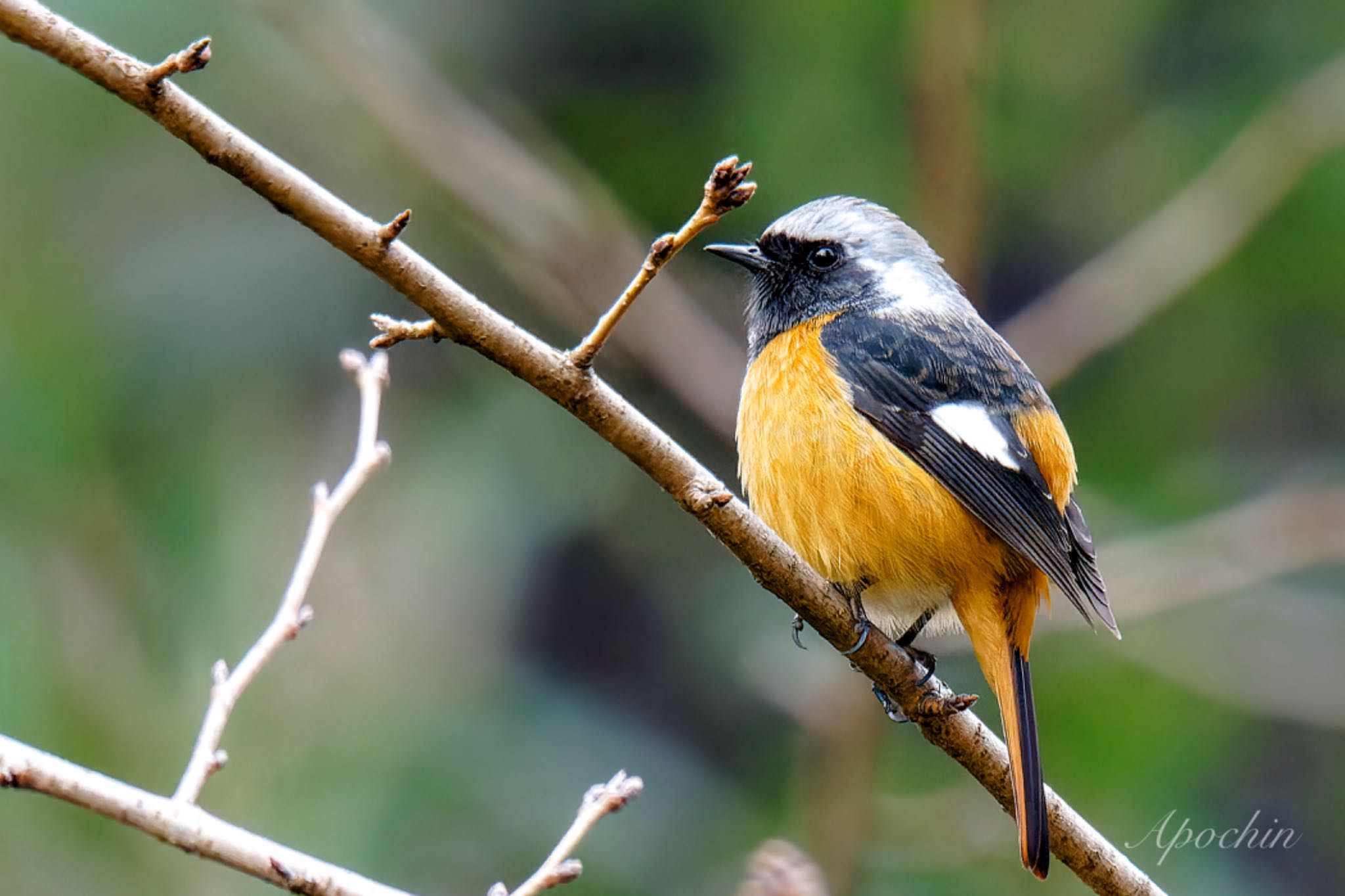 Photo of Daurian Redstart at Shinjuku Gyoen National Garden by アポちん