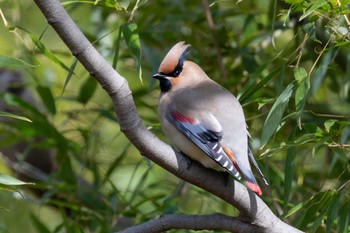 Japanese Waxwing Akigase Park Sat, 3/2/2024