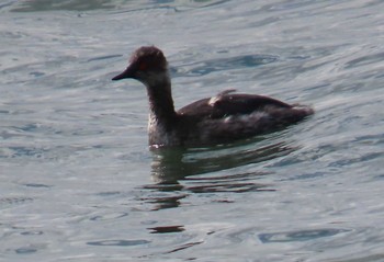 Black-necked Grebe Kasai Rinkai Park Sat, 3/2/2024