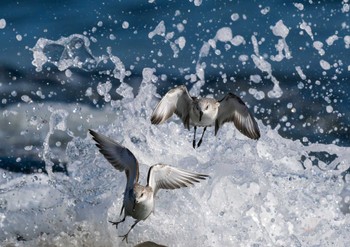 Sanderling 平磯海岸 Sun, 1/14/2024