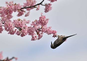 ヒヨドリ 葛西臨海公園 2024年3月2日(土)