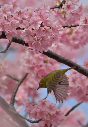 メジロ 葛西臨海公園 2024年3月2日(土)