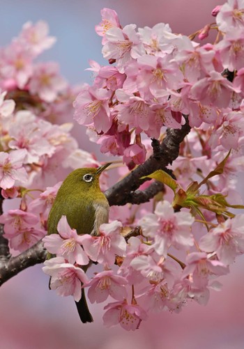 メジロ 葛西臨海公園 2024年3月2日(土)