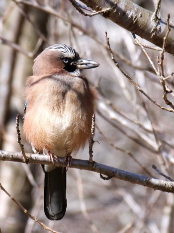 Eurasian Jay 茨城県 Sat, 2/24/2024