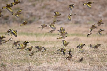 Grey-capped Greenfinch 恩智川治水緑地 Sat, 1/27/2024