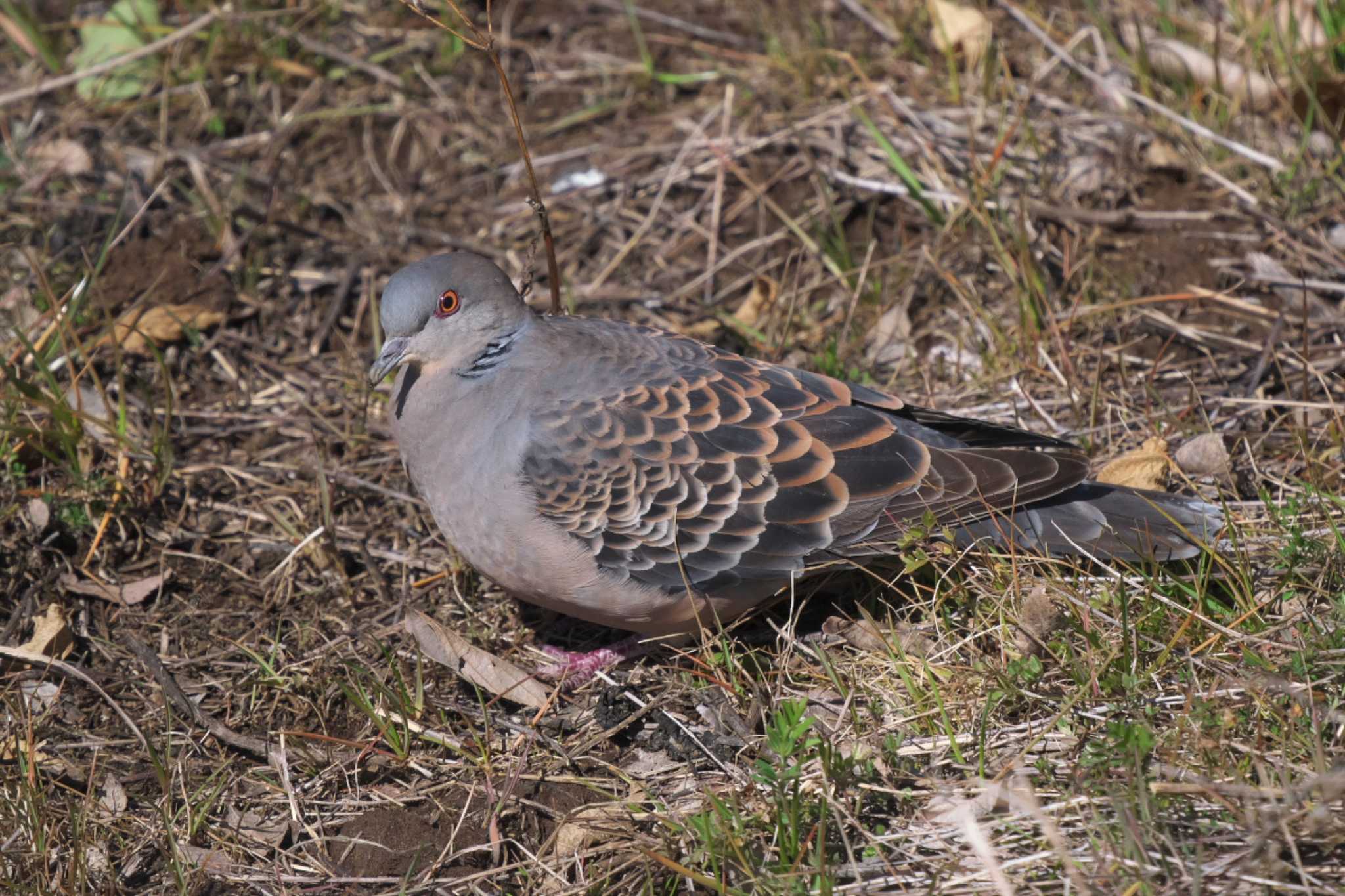 Oriental Turtle Dove