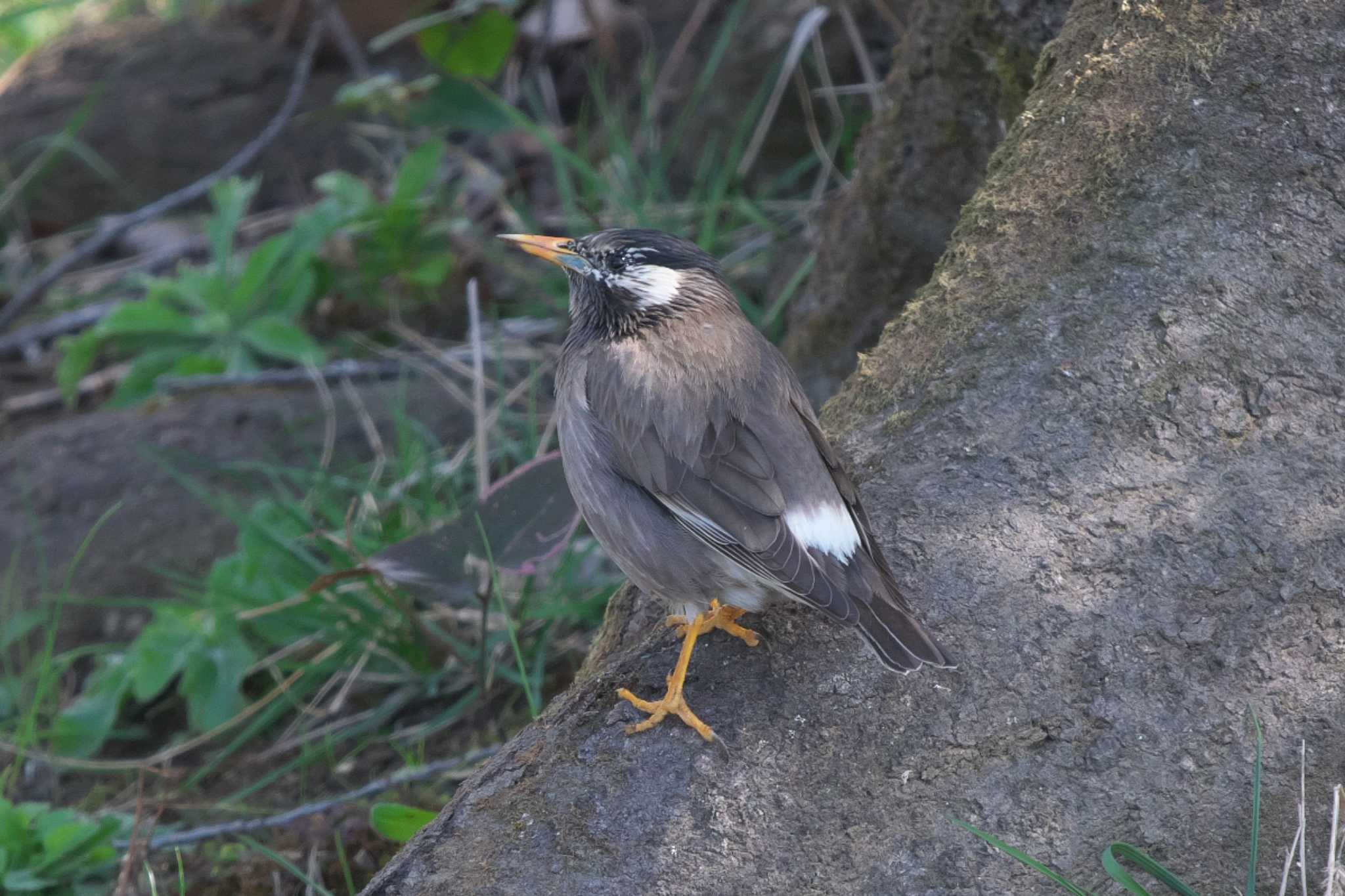 Photo of White-cheeked Starling at 桜草公園 by Y. Watanabe