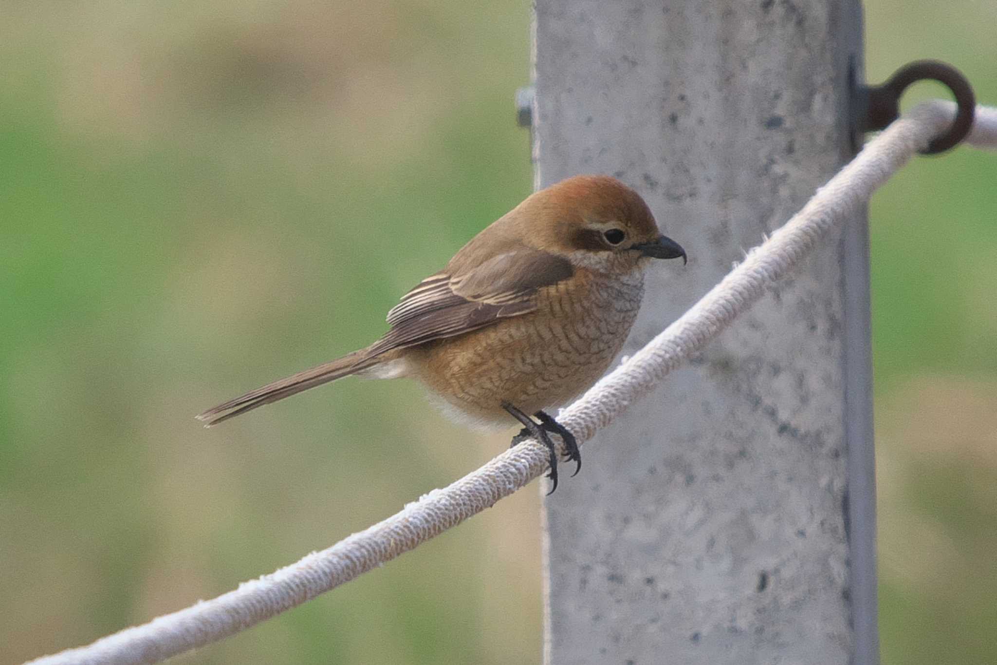 Photo of Bull-headed Shrike at 桜草公園 by Y. Watanabe