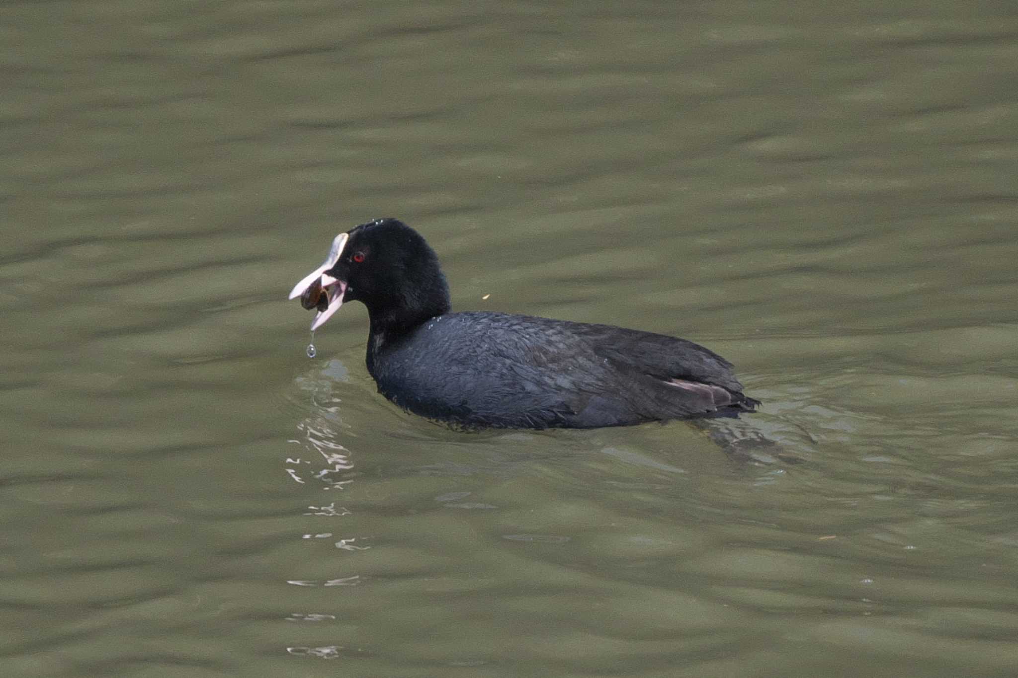 Eurasian Coot