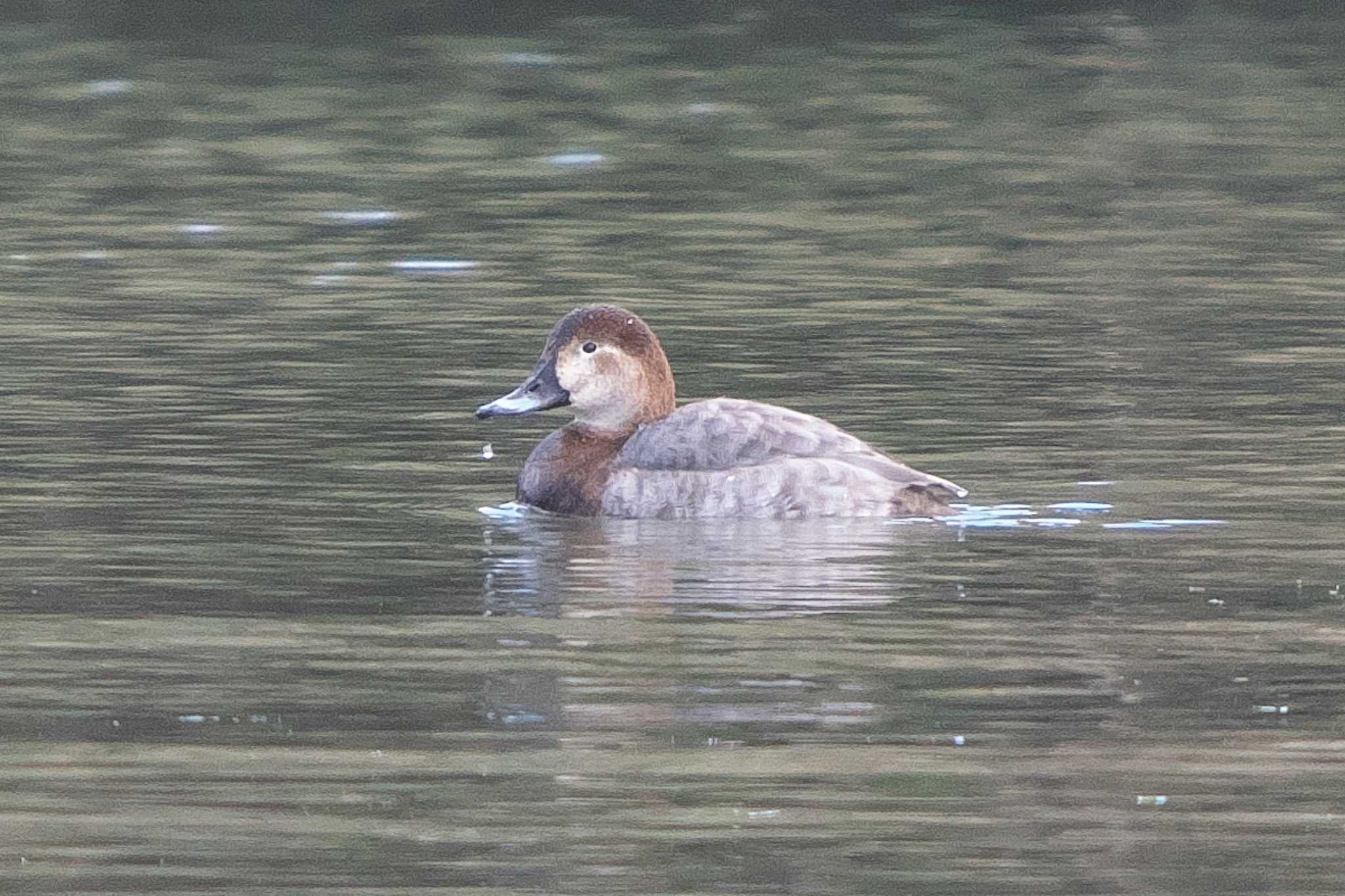 Photo of Common Pochard at 桜草公園 by Y. Watanabe