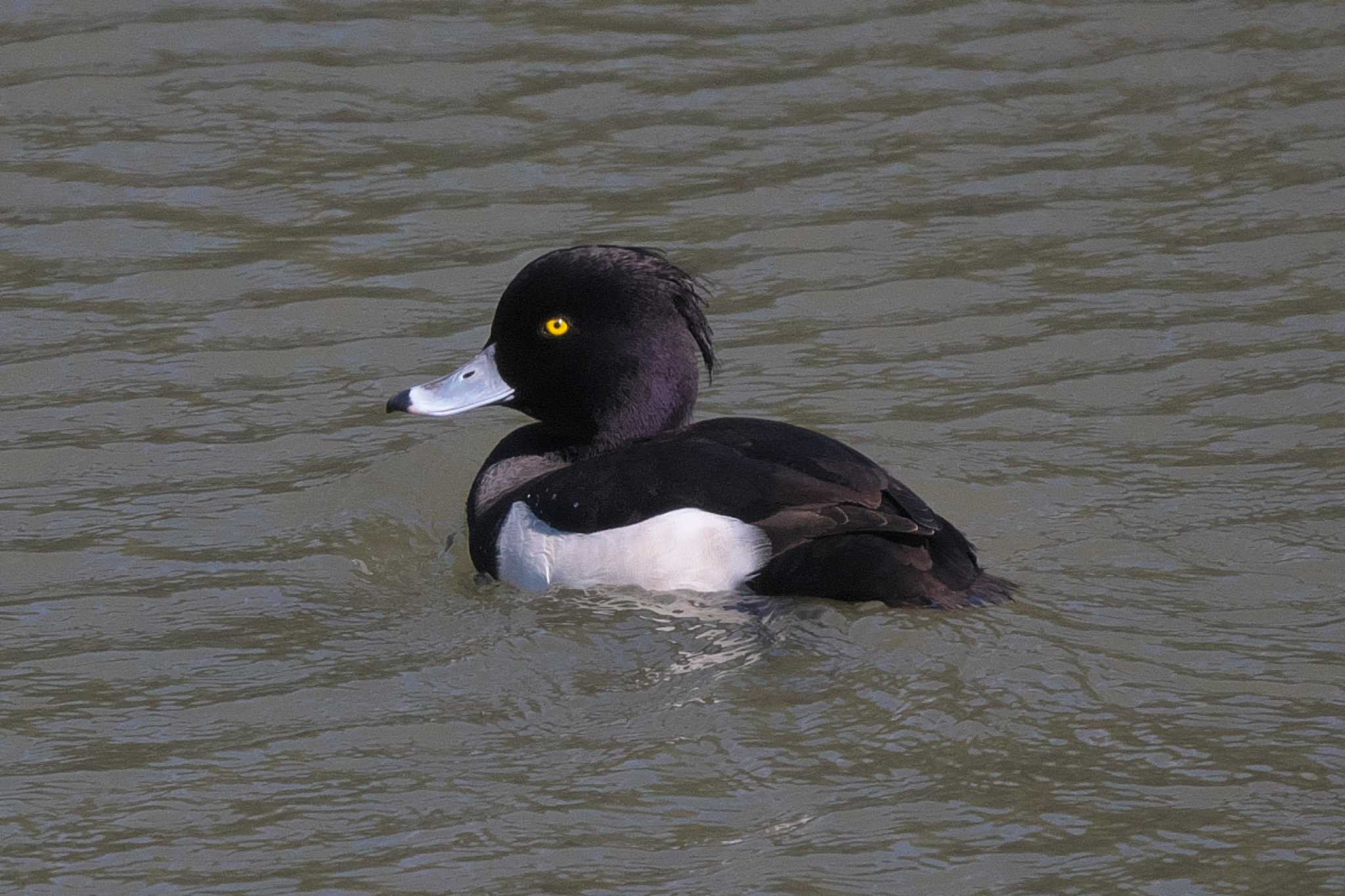 Photo of Tufted Duck at 桜草公園 by Y. Watanabe