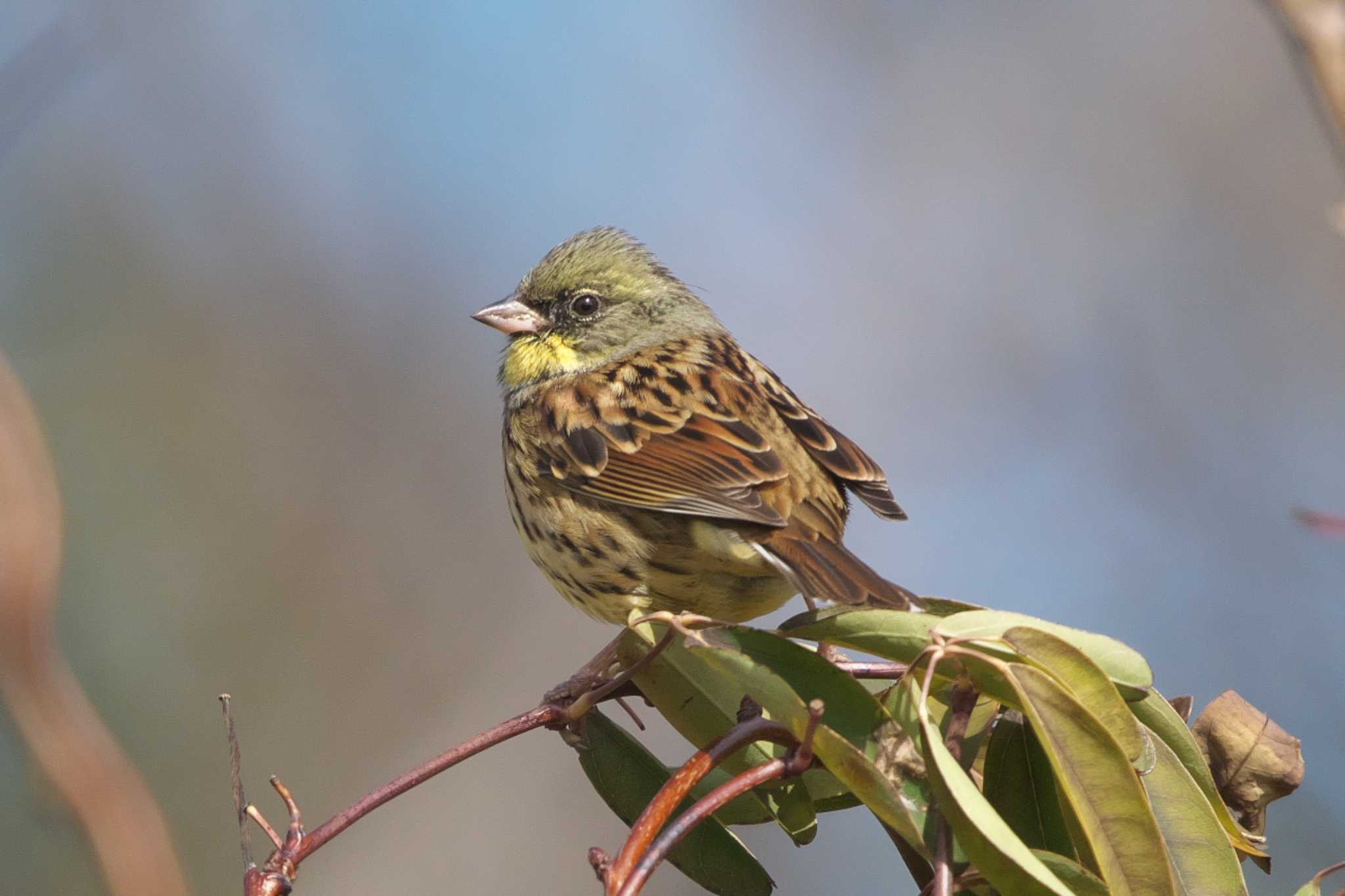 Masked Bunting