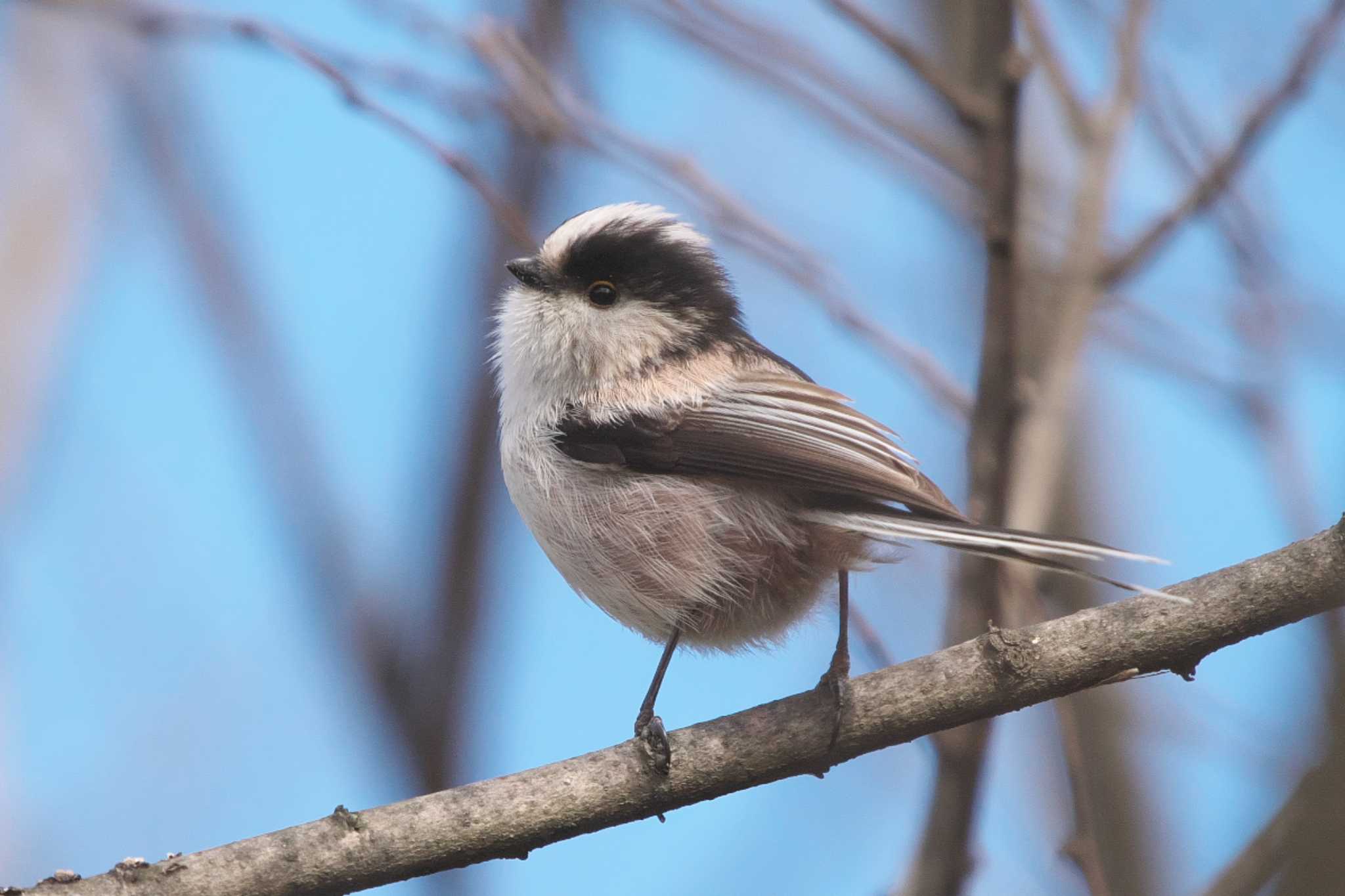 Photo of Long-tailed Tit at 桜草公園 by Y. Watanabe