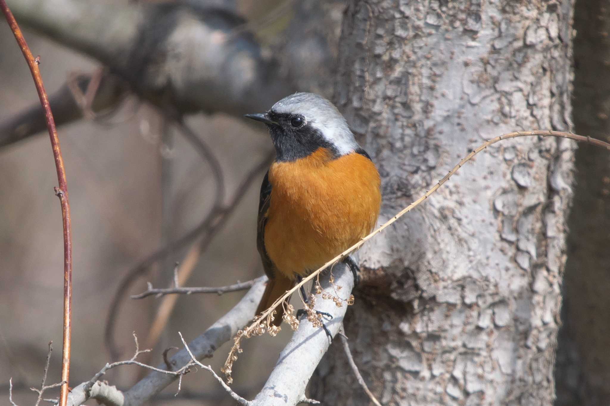 Daurian Redstart