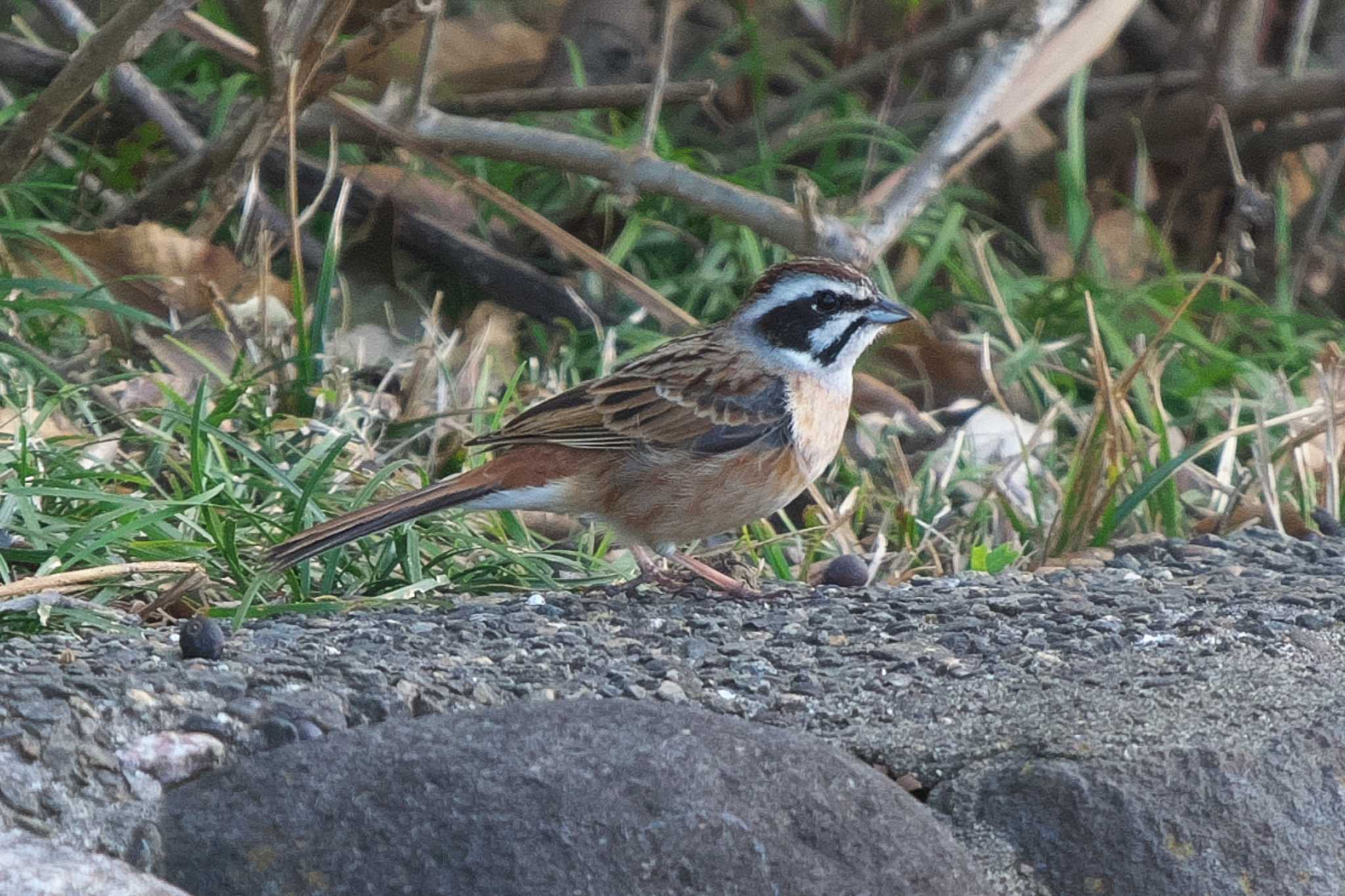 Photo of Meadow Bunting at 桜草公園 by Y. Watanabe