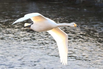 オオハクチョウ 北海道　八雲町　遊楽部川 2018年12月2日(日)