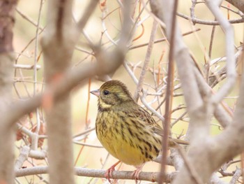 Masked Bunting Yatoyama Park Wed, 1/3/2024