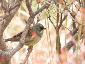 Masked Bunting Yatoyama Park Wed, 1/3/2024