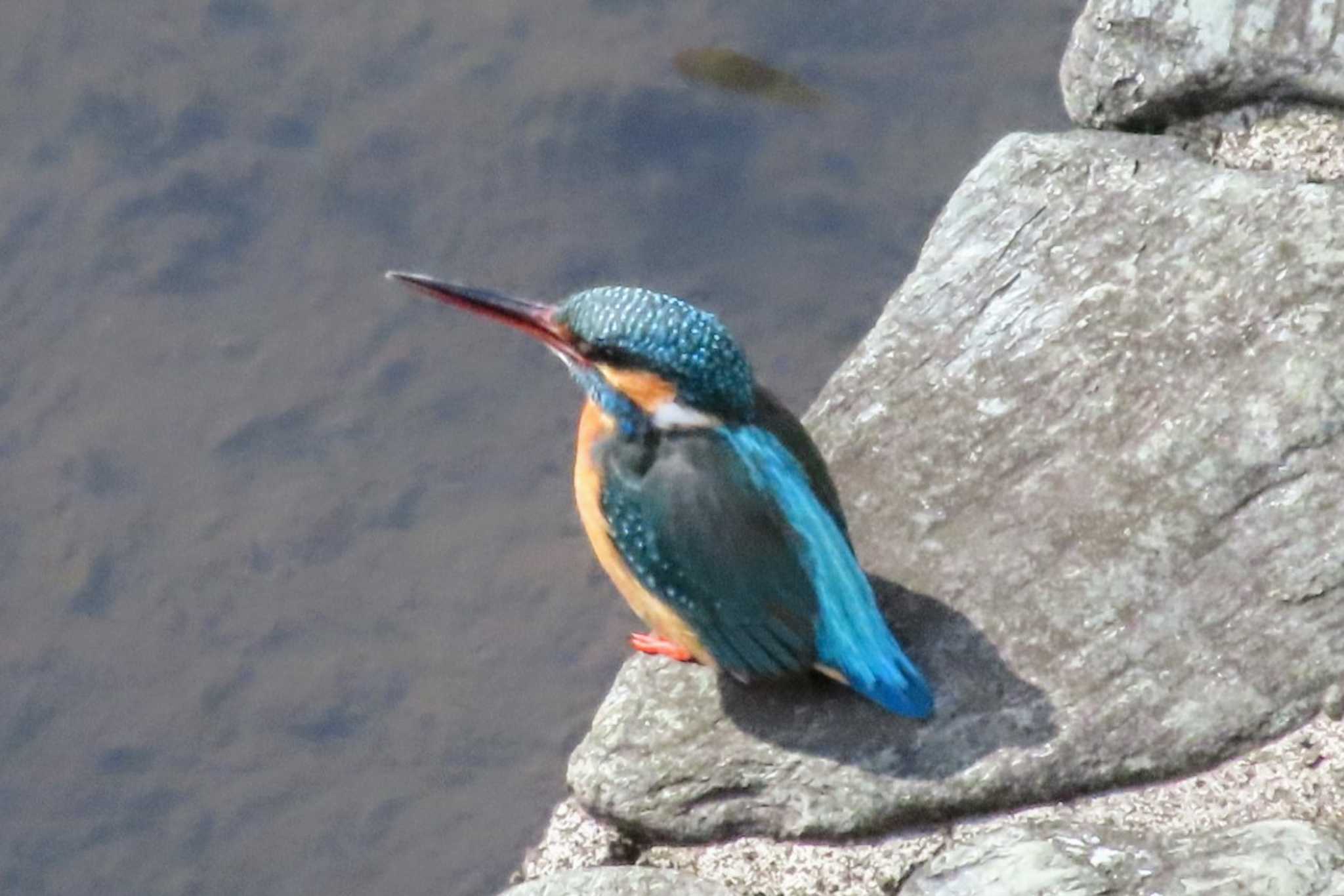 仙川平和公園(三鷹市) カワセミの写真 by ashi