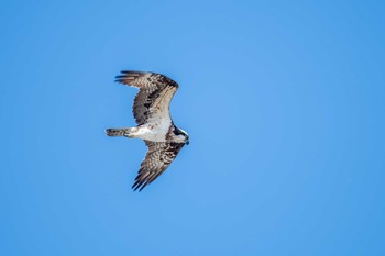 ミサゴ 魚住海岸 2018年11月24日(土)