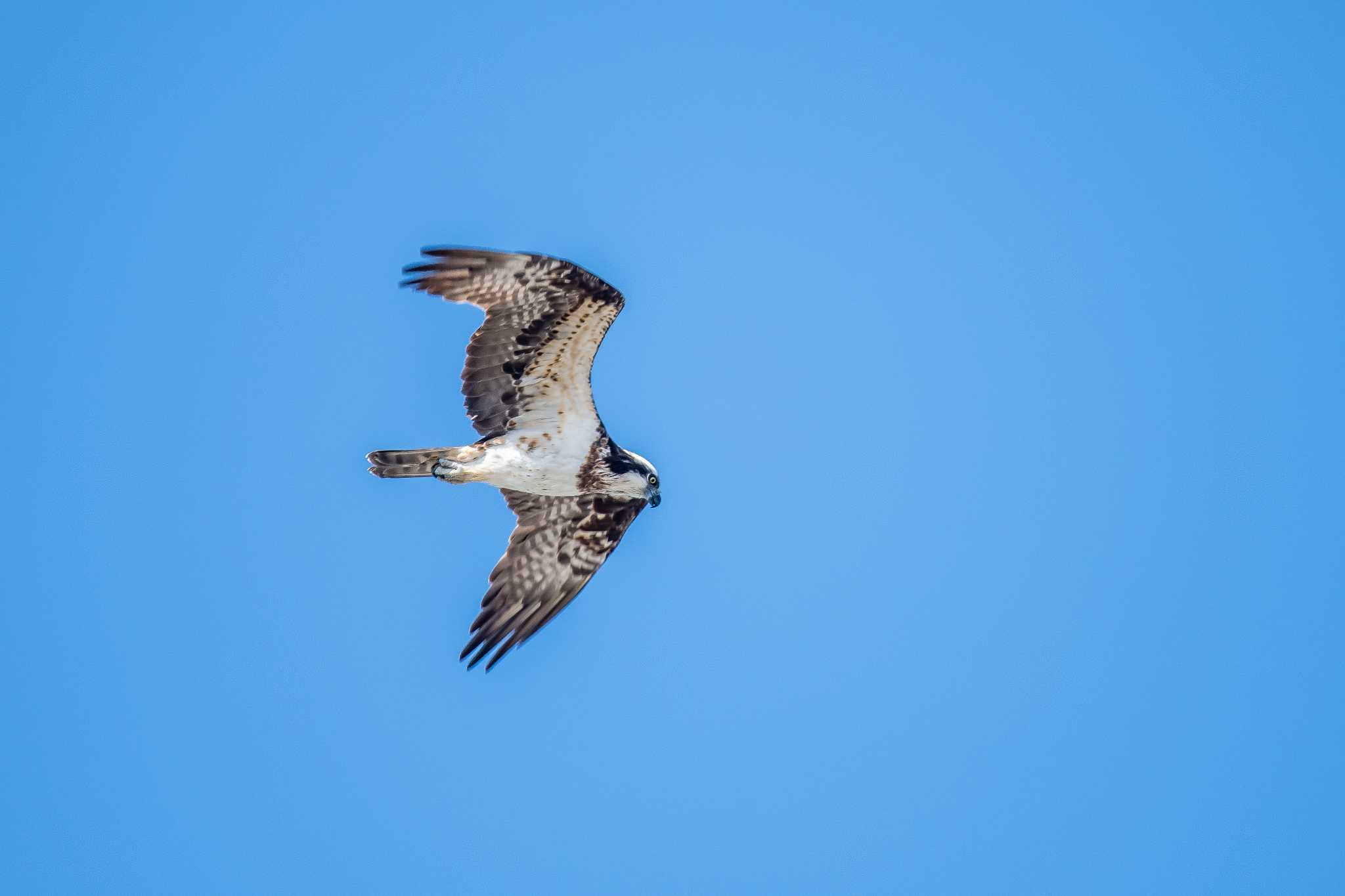 Photo of Osprey at 魚住海岸 by ときのたまお