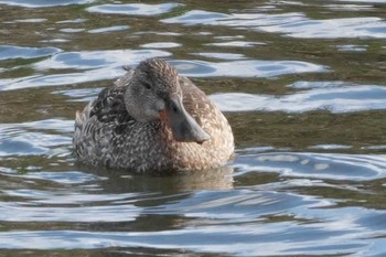 2024年3月2日(土) 多摩川の野鳥観察記録