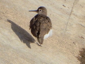 Common Sandpiper 金井遊水地(金井遊水池) Sat, 3/2/2024