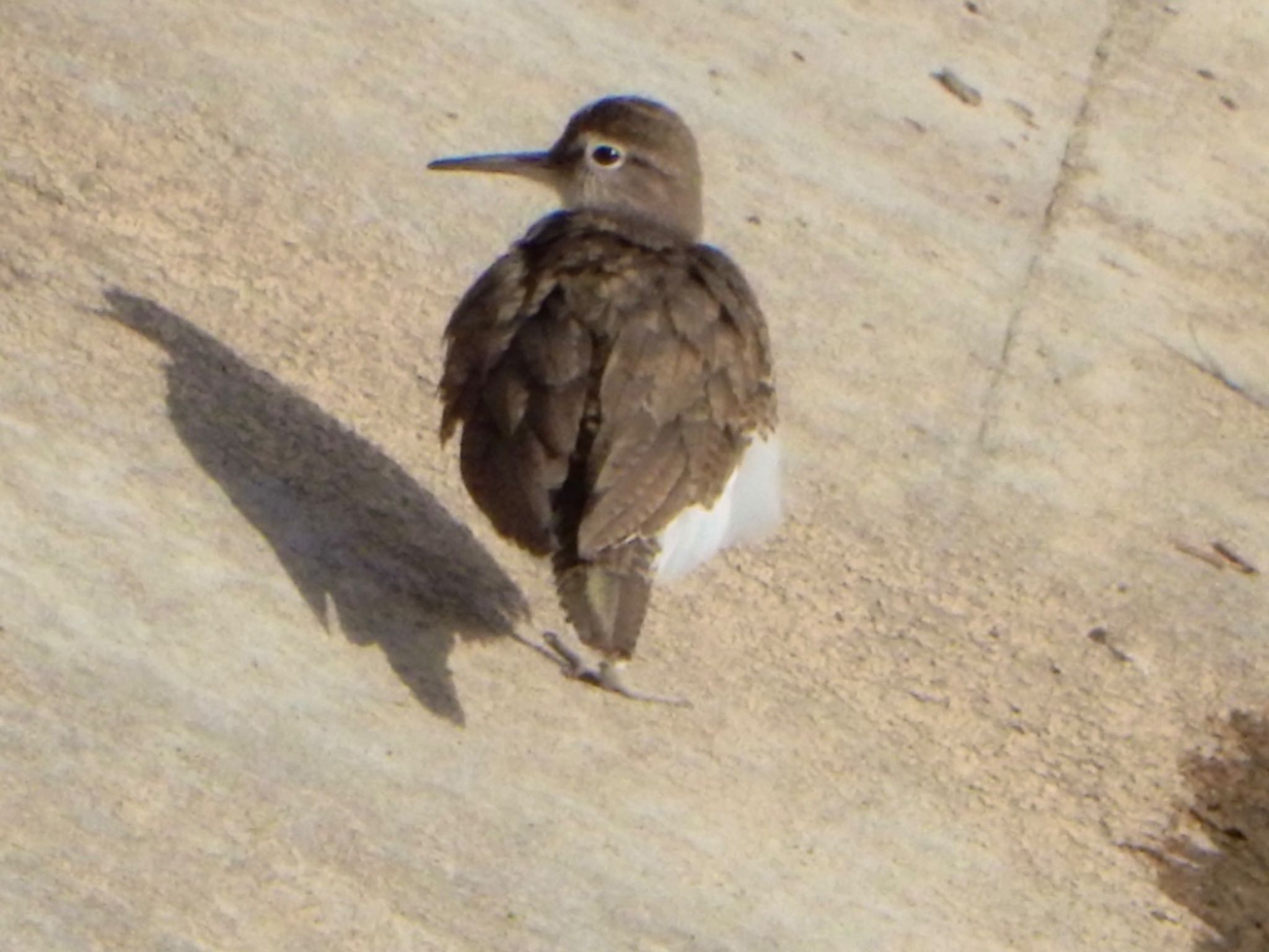 Common Sandpiper