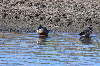 Northern Shoveler 古利根川(埼玉県越谷市) Mon, 1/1/2024